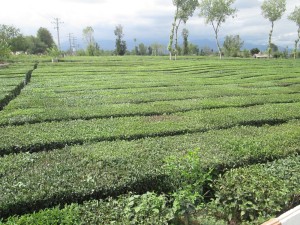 Tea plantation in Iran